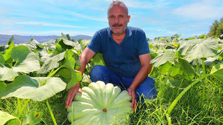 40 ton kabaktan 250 bin TL gelir bekliyor