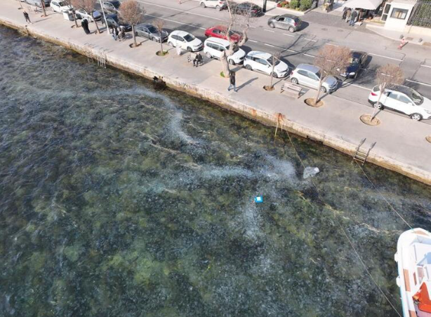 İstanbul Boğazı'nda deniz anası istilası! Sayıları her geçen gün artıyor