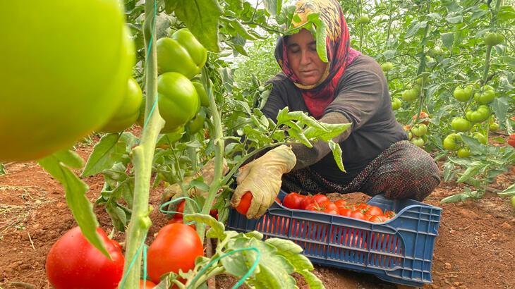 Antalya’da sezonun ilk domates hasadı yapıldı