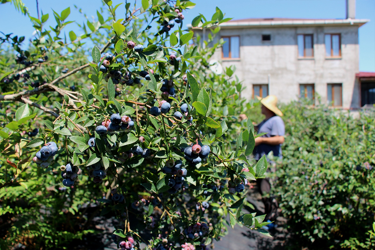 Çay bahçesine mavi yemiş dikti, yılda 300 bin TL kazanıyor