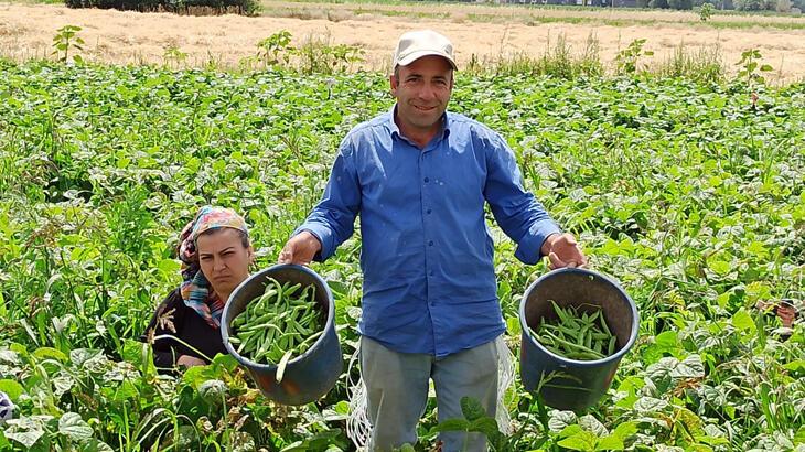 Fasulye hasadında çalışan tarım işçileri yevmiyelerin artırılmasını istiyor