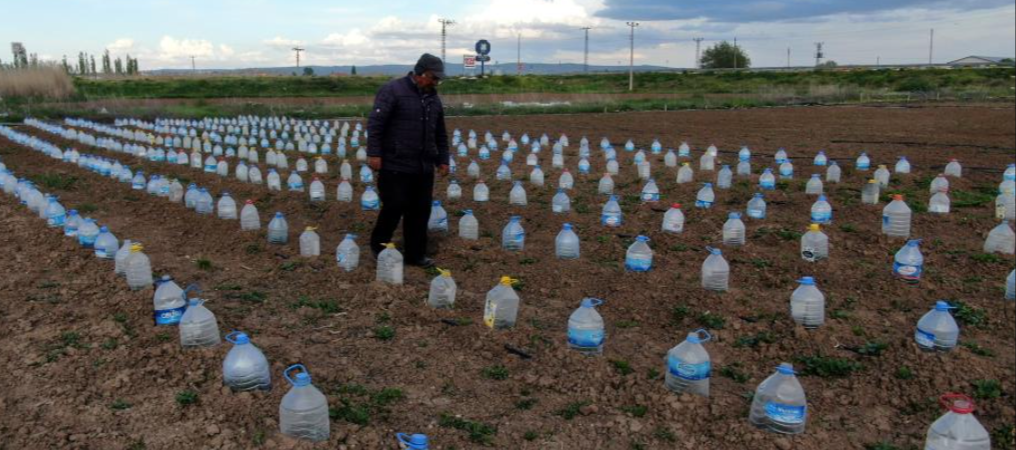 Tarlada domates fidelerini doludan,soğuktan korumak için çözüm buldu