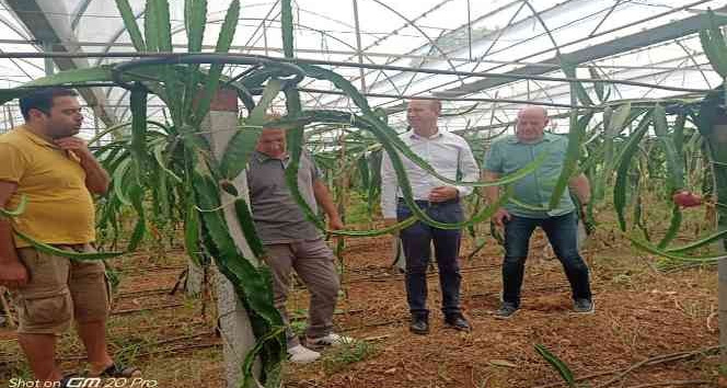 Köyceğiz'de ilk defa üretilen ejder meyvesi hasat töreni yapıldı