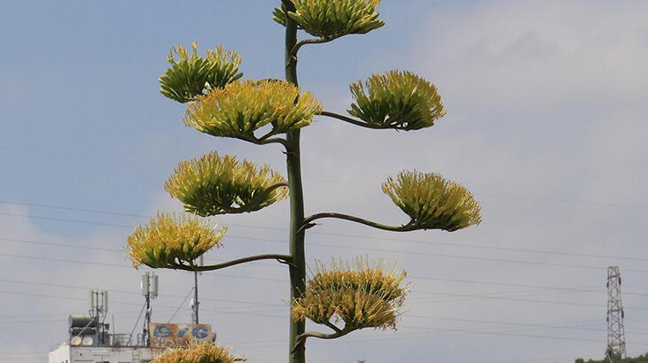 Mersin'de Agave bitkisi tarihinde ilk defa çiçek açtı