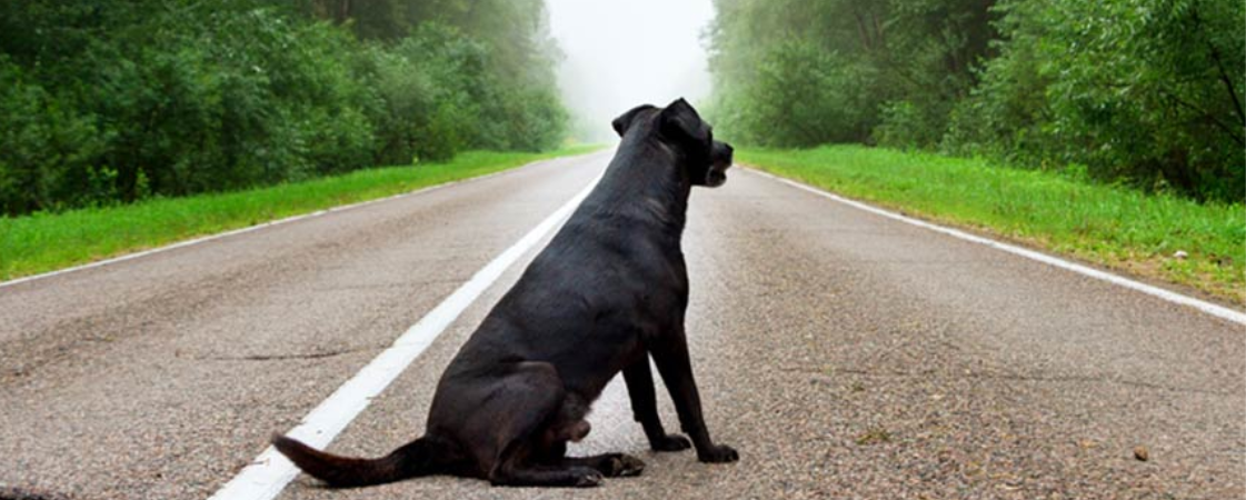 İstanbul Valiliği'nden 39 ilçeye sokak köpekleri talimatı